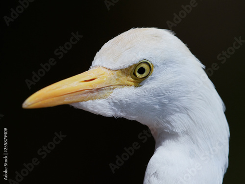 Cattle egret (Bubulcus ibis)