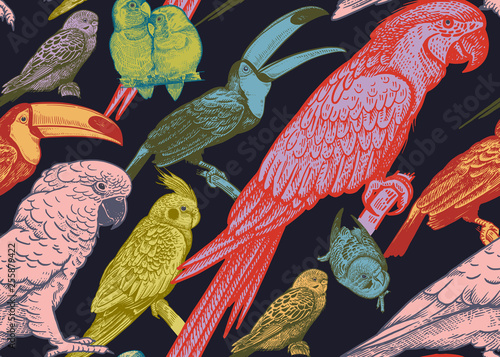 Parrots and toucans. Seamless vector background.