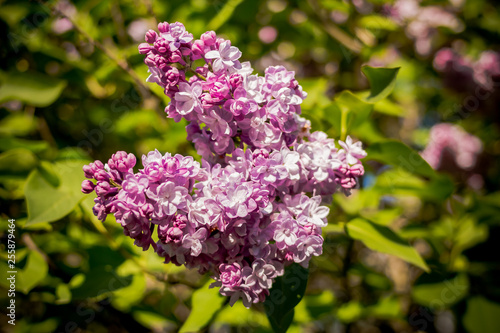 lilac flowers with green leaves in sunny spring day.Lilac blooms. A beautiful bunch of lilac closeup.Flowering. Lilac Bush Bloom. flowers in the garden. Selective focus. Copy space