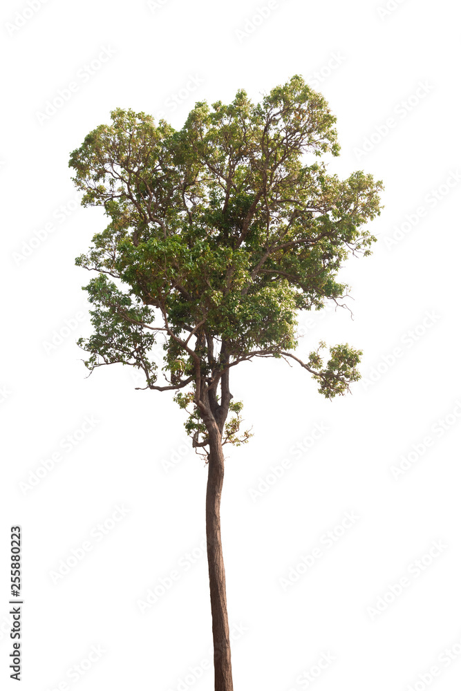 Isolated tree on white background Isolated tree on white background