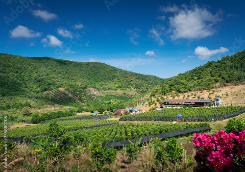 Fényképezés rural valley landscape with pepper farm near kampot cambodia