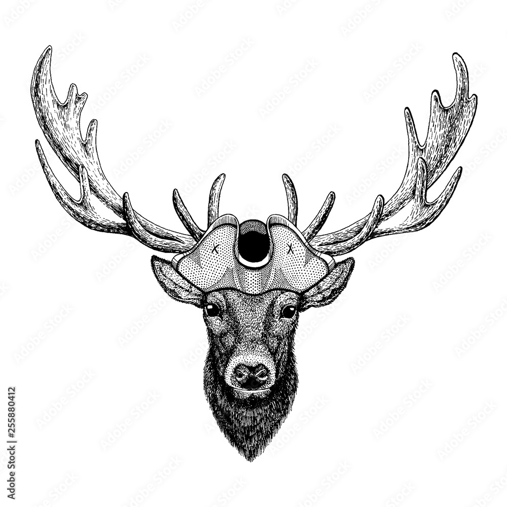 Deer wearing pirate tricorn hat. Capitan costume.