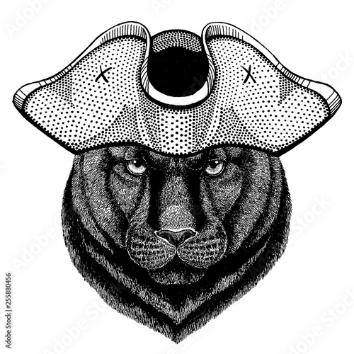 Panther Puma Cougar Wild cat