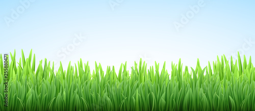 Realistic vector fresh spring green grass field