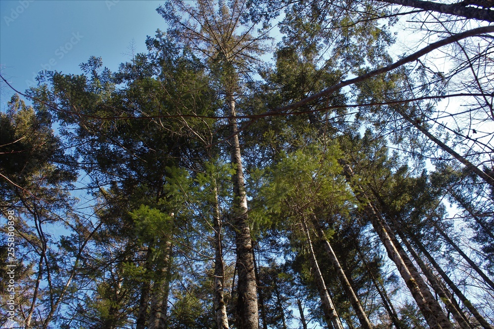 Fototapeta premium forest