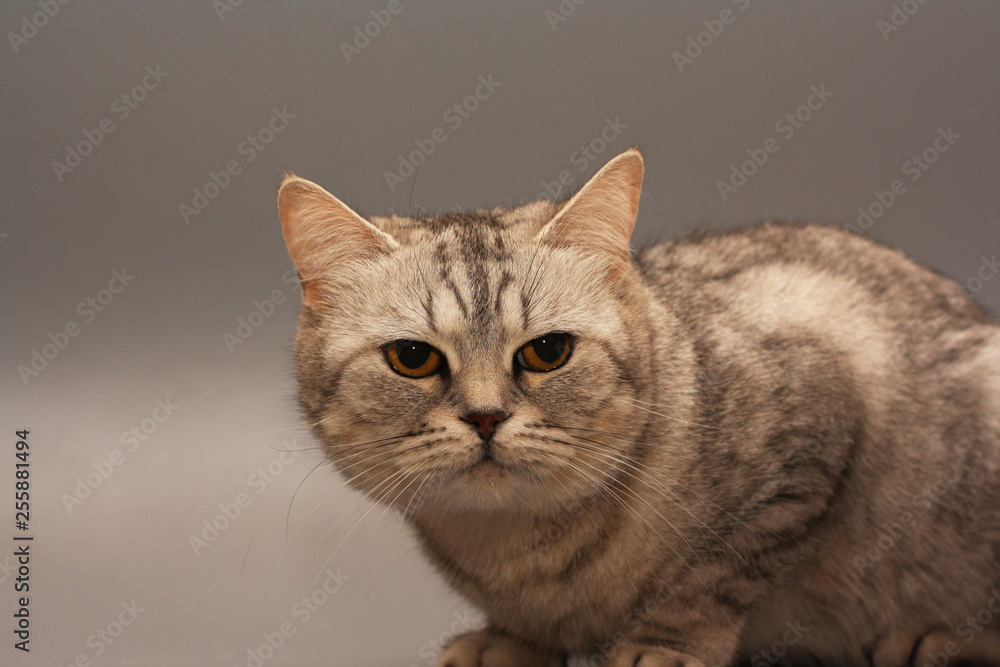 British cat on grey background
