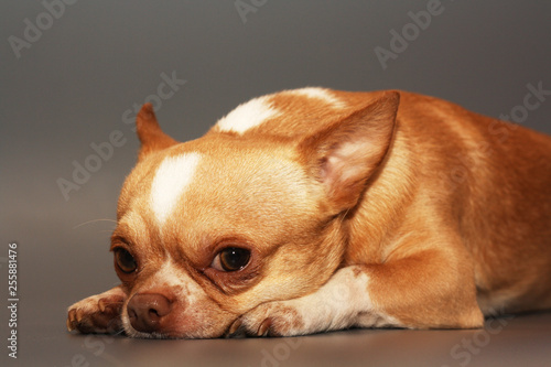 little Chihuahua puppy on grey background