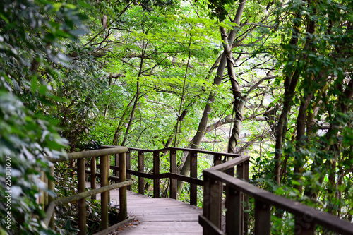 board walk 