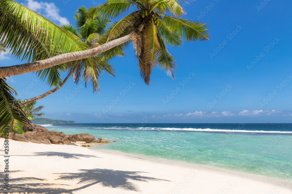 Caribbean sunny beach with palm on white sand and the turquoise sea on Jamaica Caribbean island.
