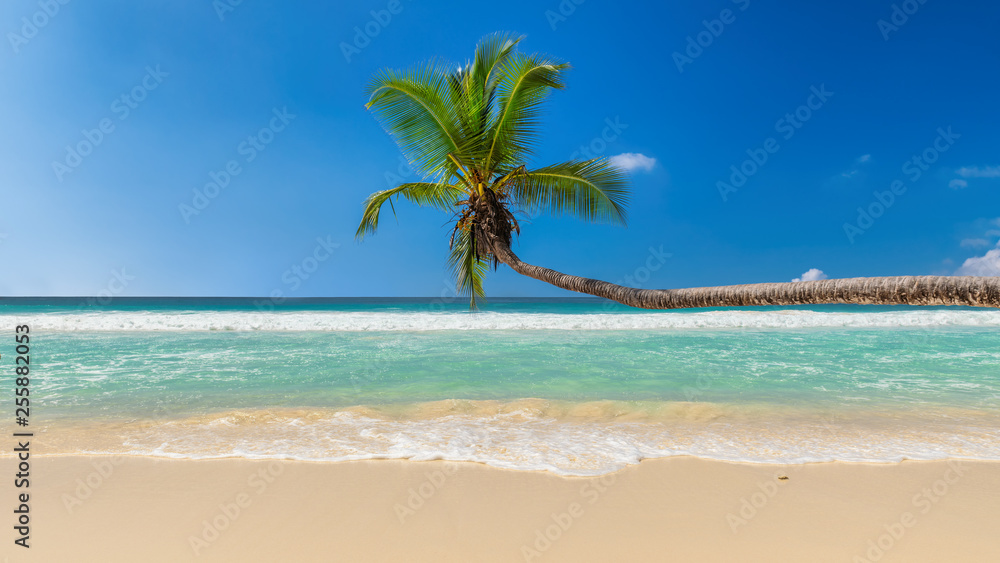 Exotic sandy beach with coco palm and the turquoise sea on Paradise island.
