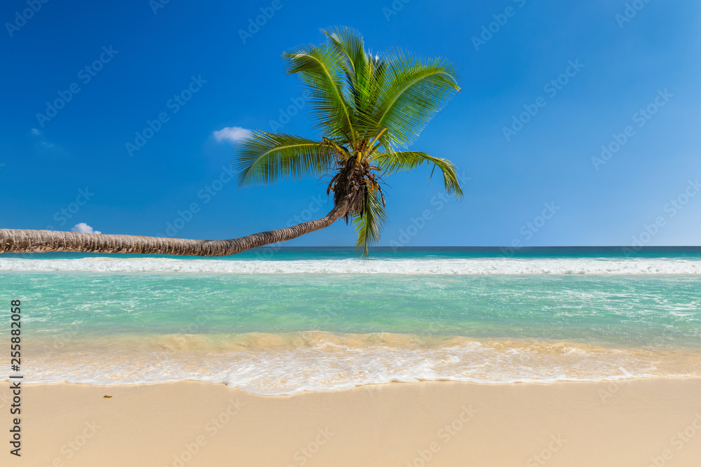 Coco palm over tropical beach and turquoise sea on Jamaica Caribbean island.