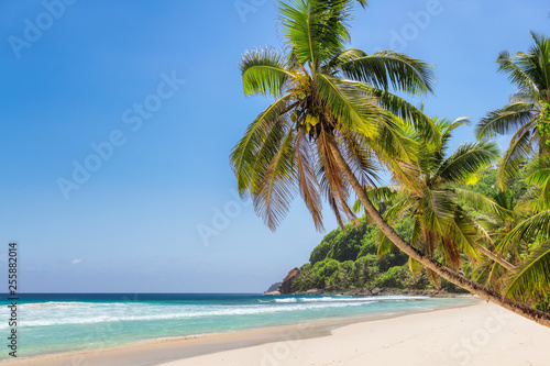 Exotic sandy beach with a palm trees and the turquoise sea on Seychelles.