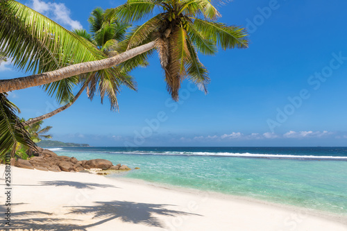 Fototapeta Naklejka Na Ścianę i Meble -  Caribbean sunny beach with palm on white sand and the turquoise sea on Jamaica Caribbean island.