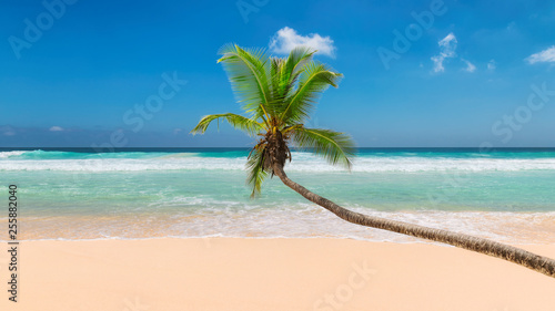Coco palm over sandy beach with tropical sea. Summer vacation and travel concept.  