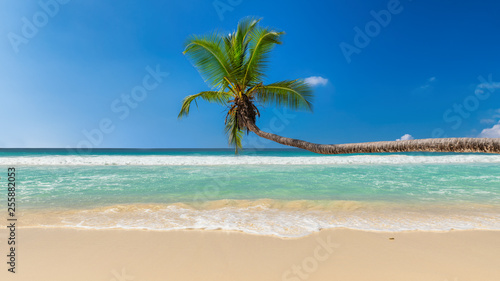 Fototapeta Naklejka Na Ścianę i Meble -  Exotic sandy beach with coco palm and the turquoise sea on Paradise island.