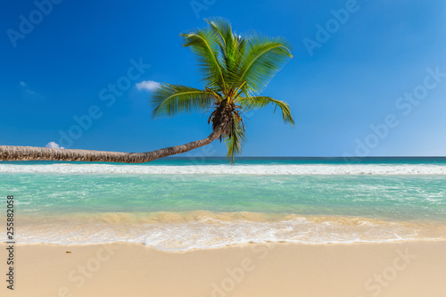 Coco palm over tropical beach and turquoise sea on Jamaica Caribbean island.