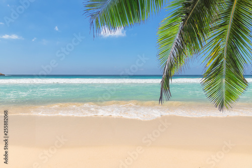 Palm trees at sunset on tropical island. Summer vacation and tropical beach concept. 