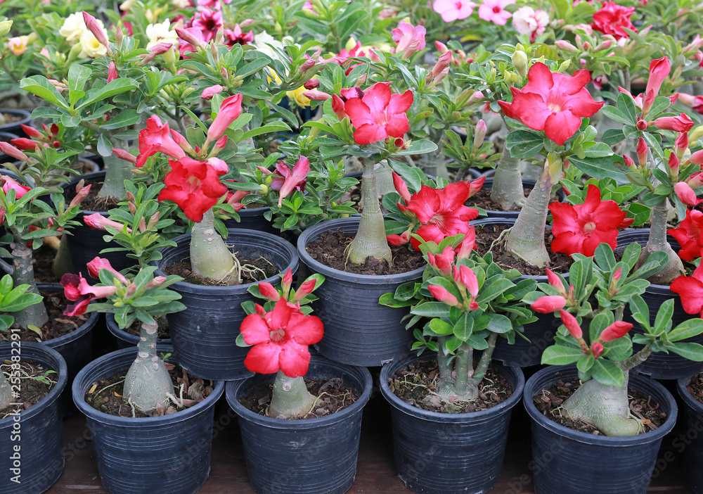 Red Azalea flowers. Red Azalea flowers.