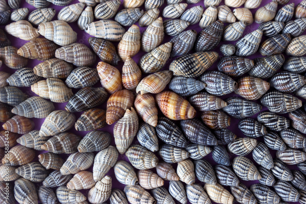 Naklejka premium Nassa reticulata - shellfish, seashells, sea background