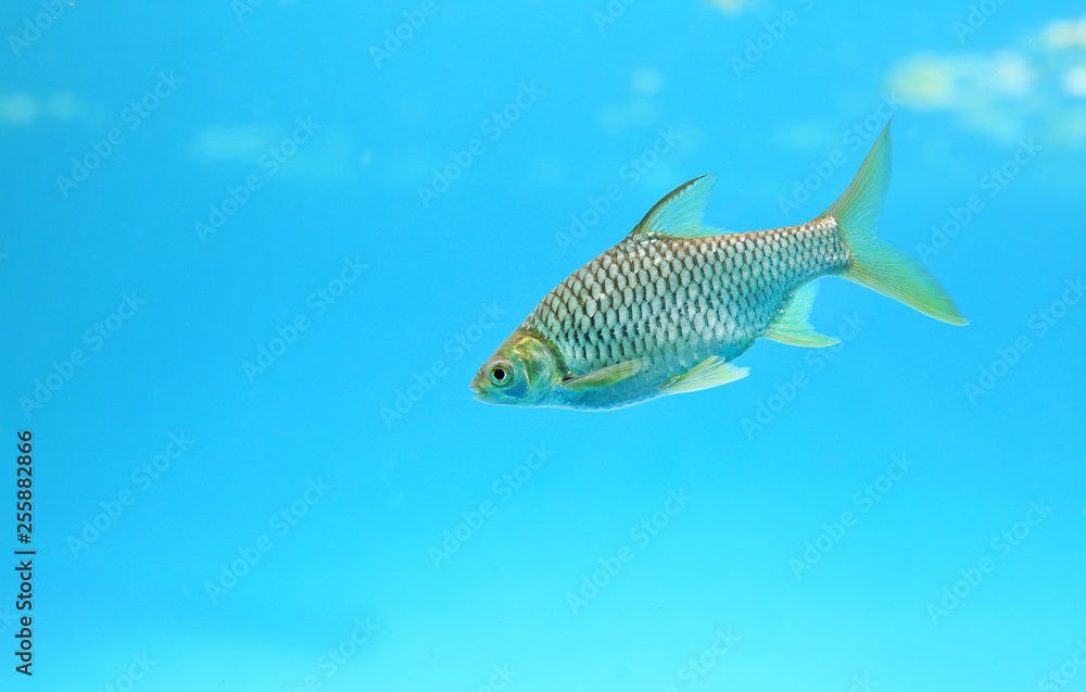 Fototapeta premium Java barb fish (Barbonymus gonionotus) swimming in aquarium. 