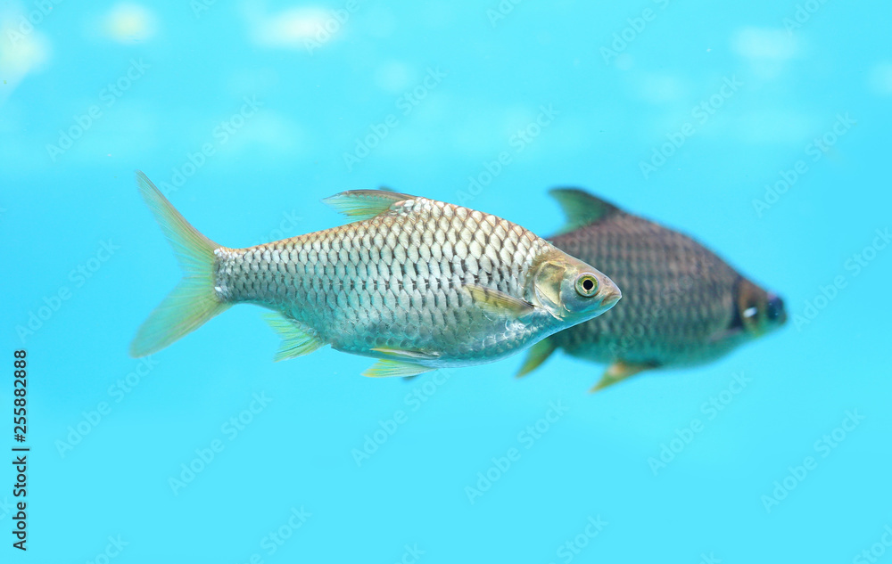 Silver barb swimming in water - fish in aquarium. Silver barb swimming in water - fish in aquarium.
