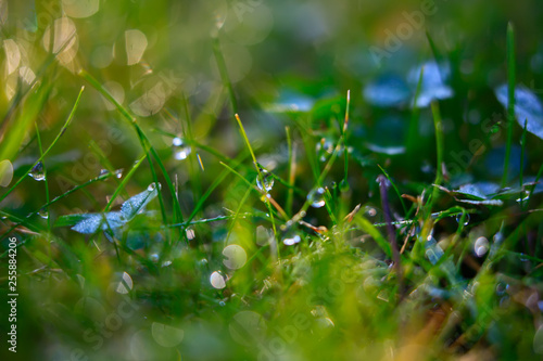 A drop of water on the grass close up. Natural blurred green background. For texture, background. Nature.
