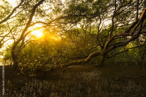 The sun shines through the mangrove forest during sunset  tree at the river estuary.