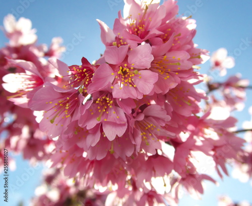 Tokyo,Japan-March 18, 2019: Prunus incamp cv. Okame or Okame cherry or Okamezakura are in full bloom