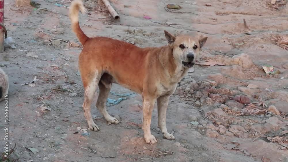 homeless dog barks homeless dog barks