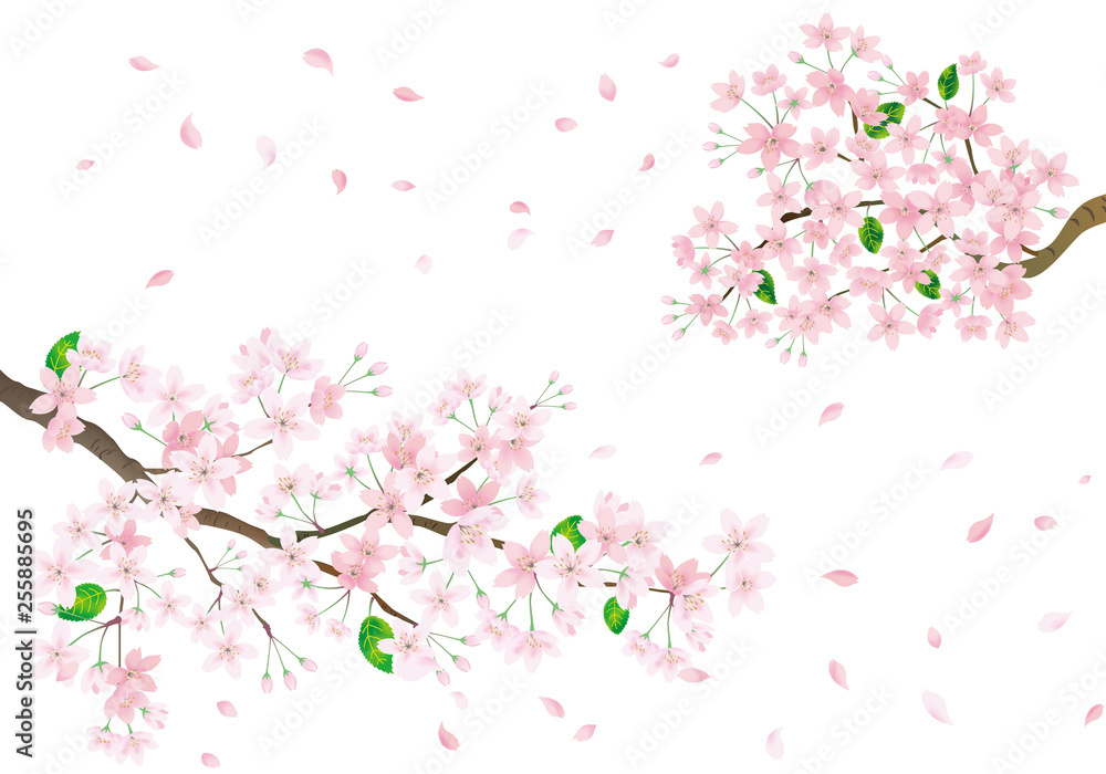 Pink sakura flower and flying petals. Cherry blossom isolated on white background.