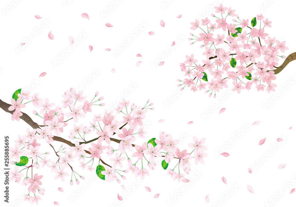 Pink sakura flower and flying petals. Cherry blossom isolated on white background. Pink sakura flower and flying petals. Cherry blossom isolated on white background.