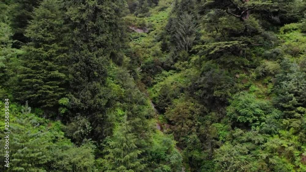 Deodar Forest Manali Himachal - The Woods in the forest Deodar Forest Manali Himachal - The Woods in the forest
