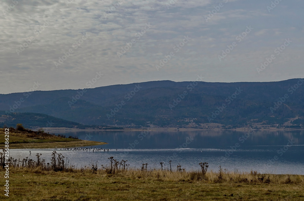 View of Batak dam reservoir with coastal autumn glade, forest, hill at Rhodope mountains and flock birds swimming and flying on the water, Bulgaria 
