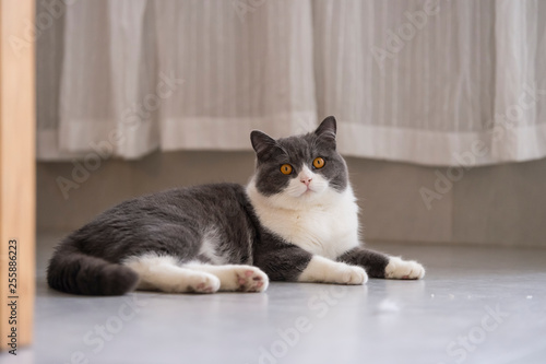 Cute British short-haired cat, indoor shooting © chendongshan