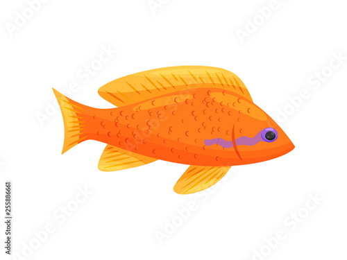 Orange fish on white background. Water life.