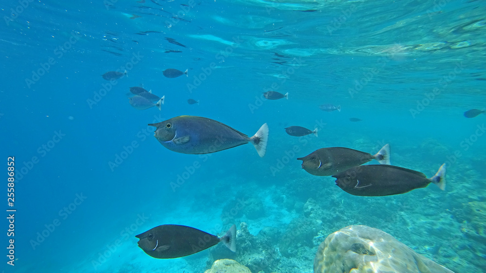 landscape fauna under water sea fishes and corals landscape fauna under water sea fishes and corals