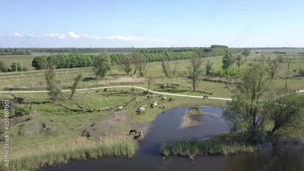Aerial view of wild Konik horses in National Park Oostvaarders plassen, Flevoland, the Netherlands. Aerial view of wild Konik horses in National Park Oostvaarders plassen, Flevoland, the Netherlands.