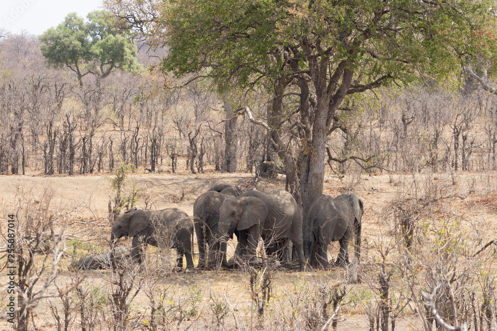 Fototapeta premium elephant under tree