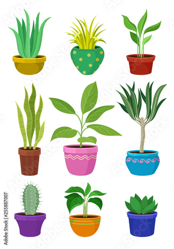 Collection of house plants in colorful pots.