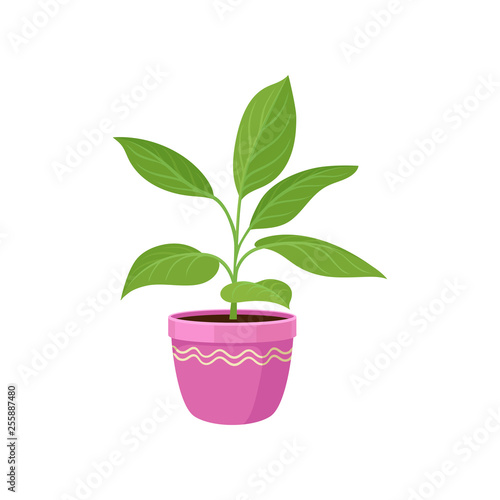 House plant in flowerpot on white background.