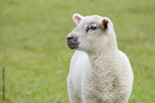 white lamb standing on pasture