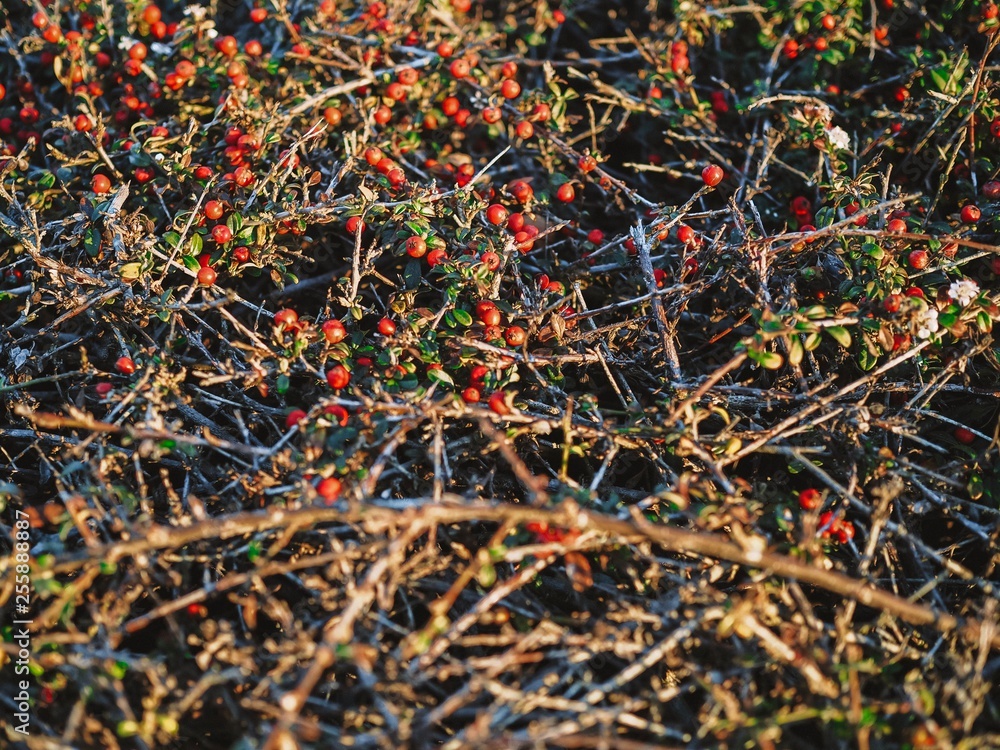 Texture of Dry twigs mixed with red berries Texture of Dry twigs mixed with red berries