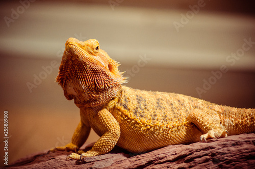 Fotografija Bearded Dragon under gold light