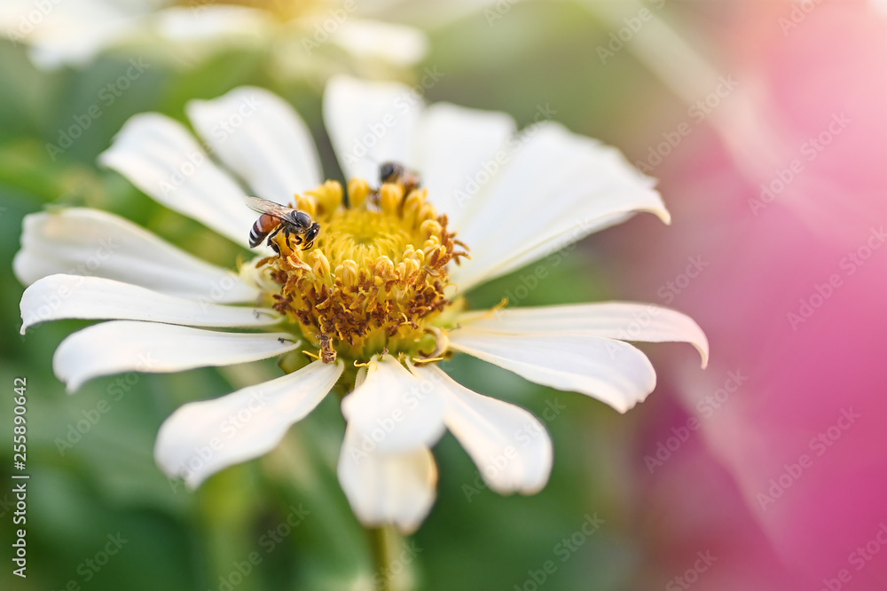 bee and flowers in the garden.