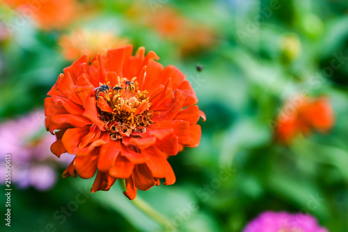 bee pollinating magenta red or yellow colored flower of zinnia.