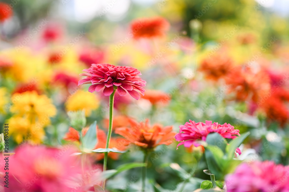 Zinnia flower or Zinnia violacea plants of the sunflower tribe within the daisy family.