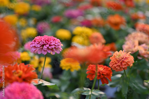 Zinnia flower or Zinnia violacea plants of the sunflower tribe within the daisy family.