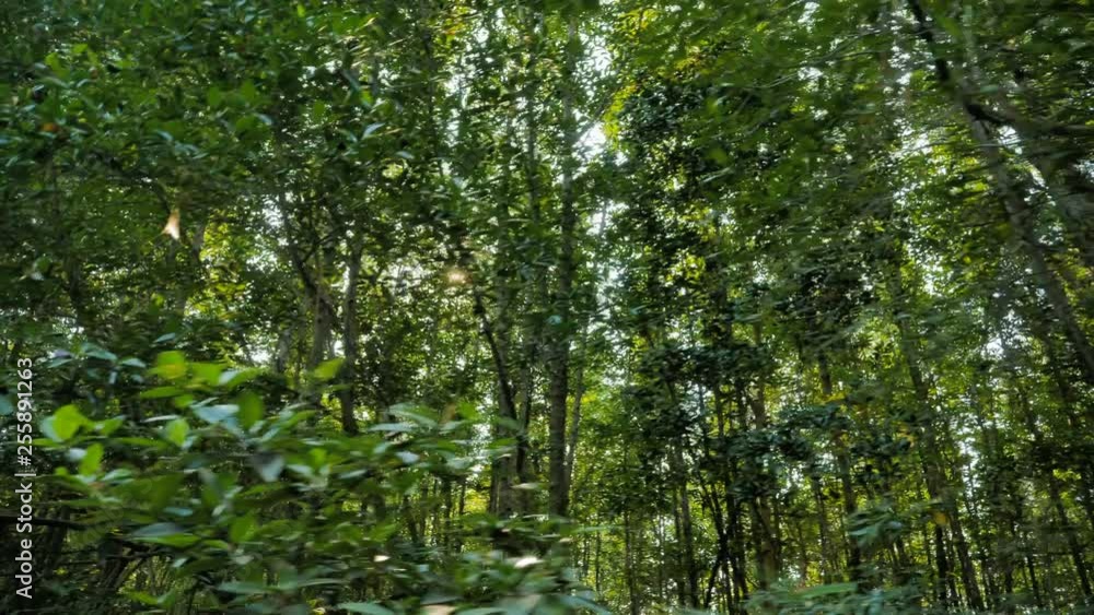 Boat view moving forward nearly mangrove forest at the river estuary the conserve sea nature environment