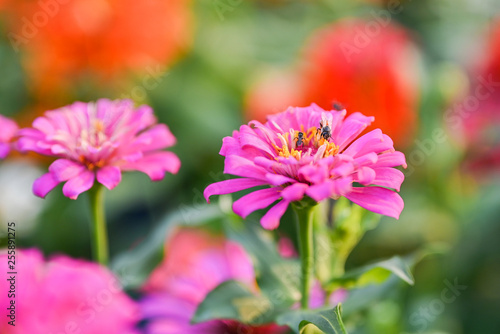 bee pollinating magenta red or yellow colored flower of zinnia.