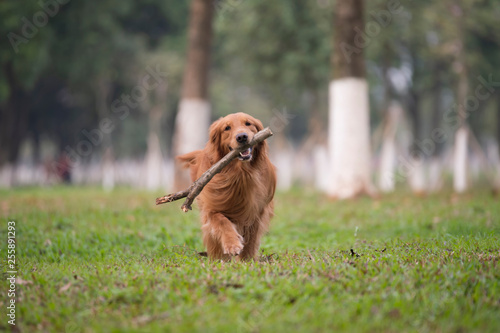 Golden Retriever dogs play on the grass